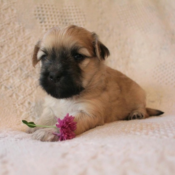 🌸MEET YOUR POSHER 🌸 - Picture 1 of 1